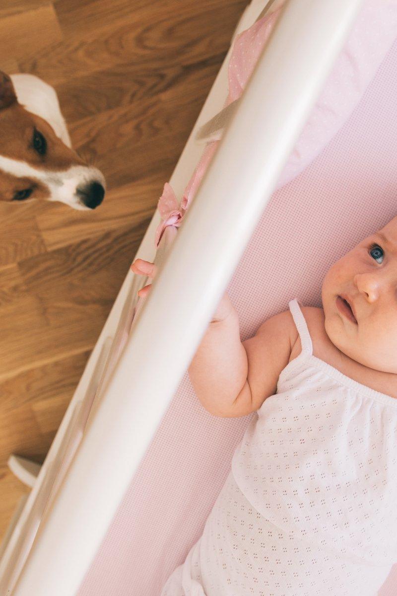 Dogs + Children