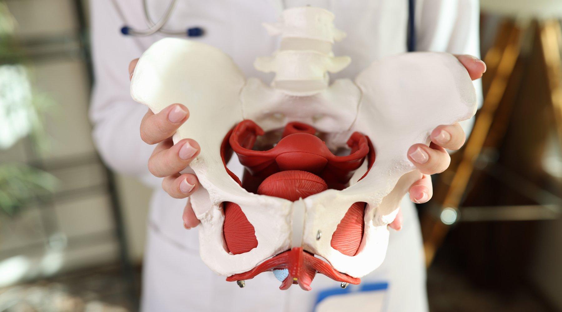 Pelvis model to explain pelvic prolapse
